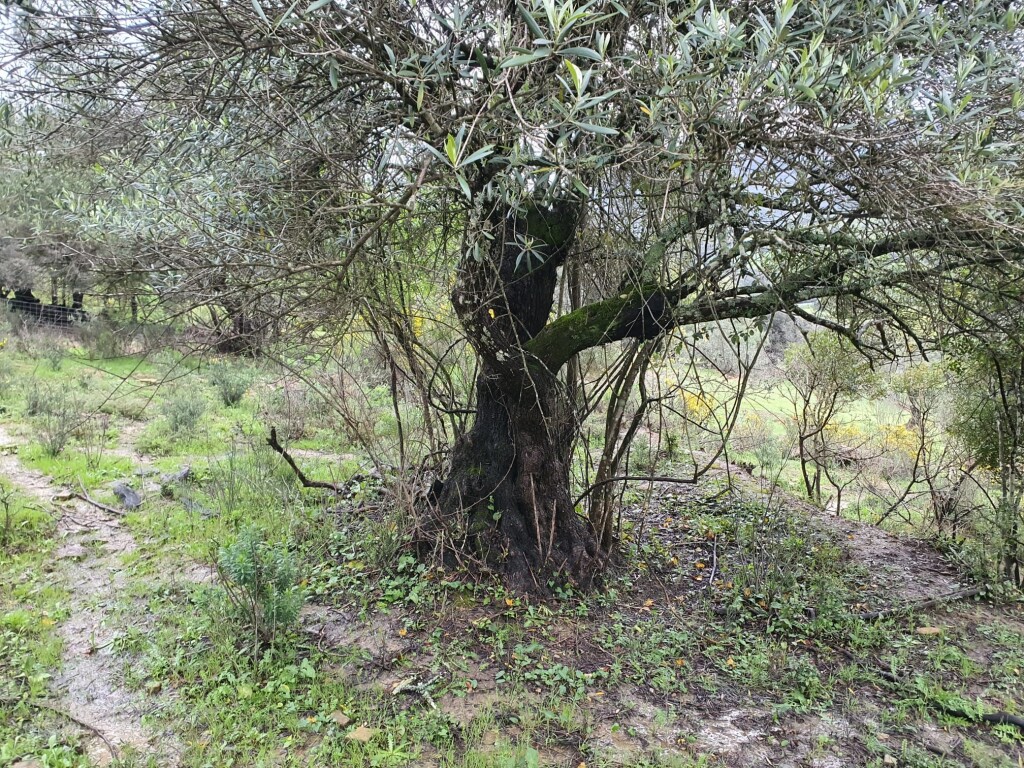 Parcela en Venta en Cortes De La Frontera Málaga - foto 14