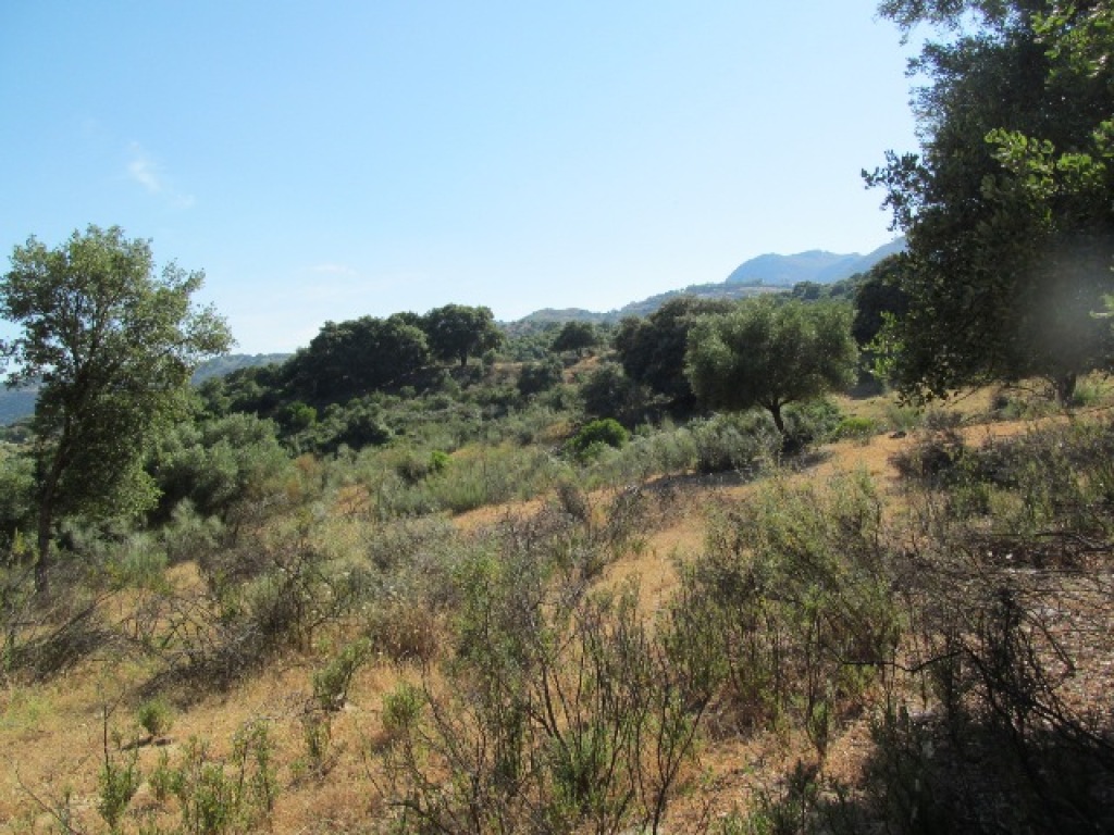 Parcela en Venta en Cortes De La Frontera Málaga - foto 19