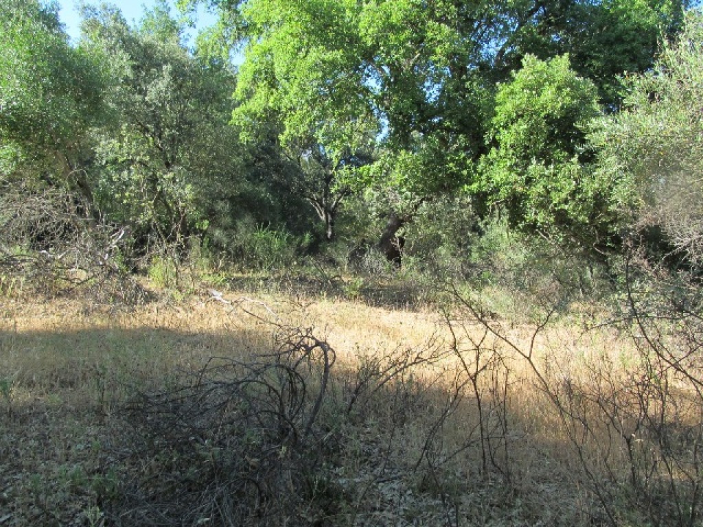 Parcela en Venta en Cortes De La Frontera Málaga - foto 3