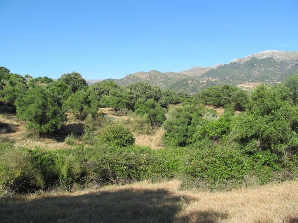 Parcela en Venta en Cortes De La Frontera Málaga - foto 6