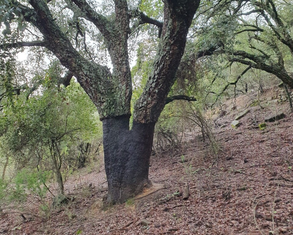 Parcela en Venta en Cortes De La Frontera Málaga - foto 7