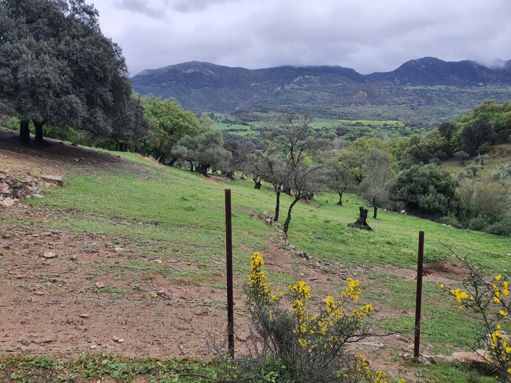 Parcela en Venta en Cortes De La Frontera Málaga - foto 8
