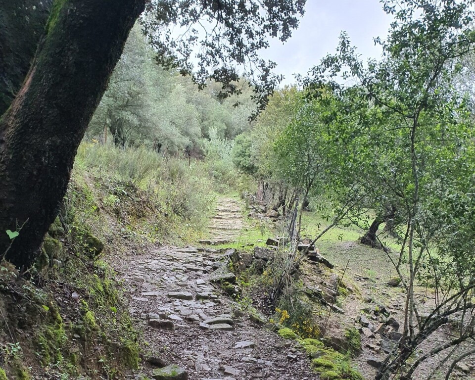 Parcela en Venta en Cortes De La Frontera Málaga - foto 9