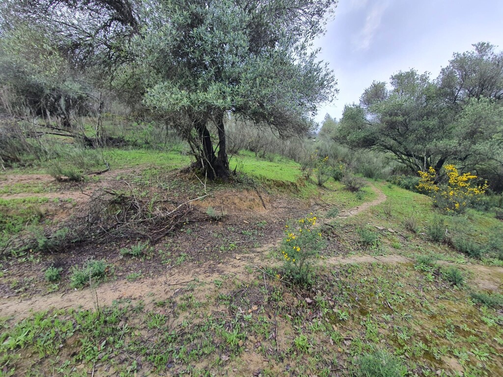 Parcela en Venta en Cortes De La Frontera Málaga - foto 10
