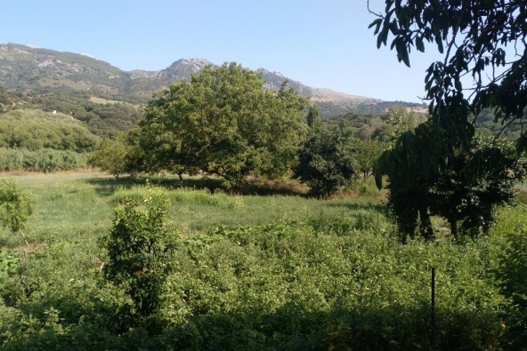 Casa de campo-Masía en Venta en Cortes De La Frontera Málaga - foto 4