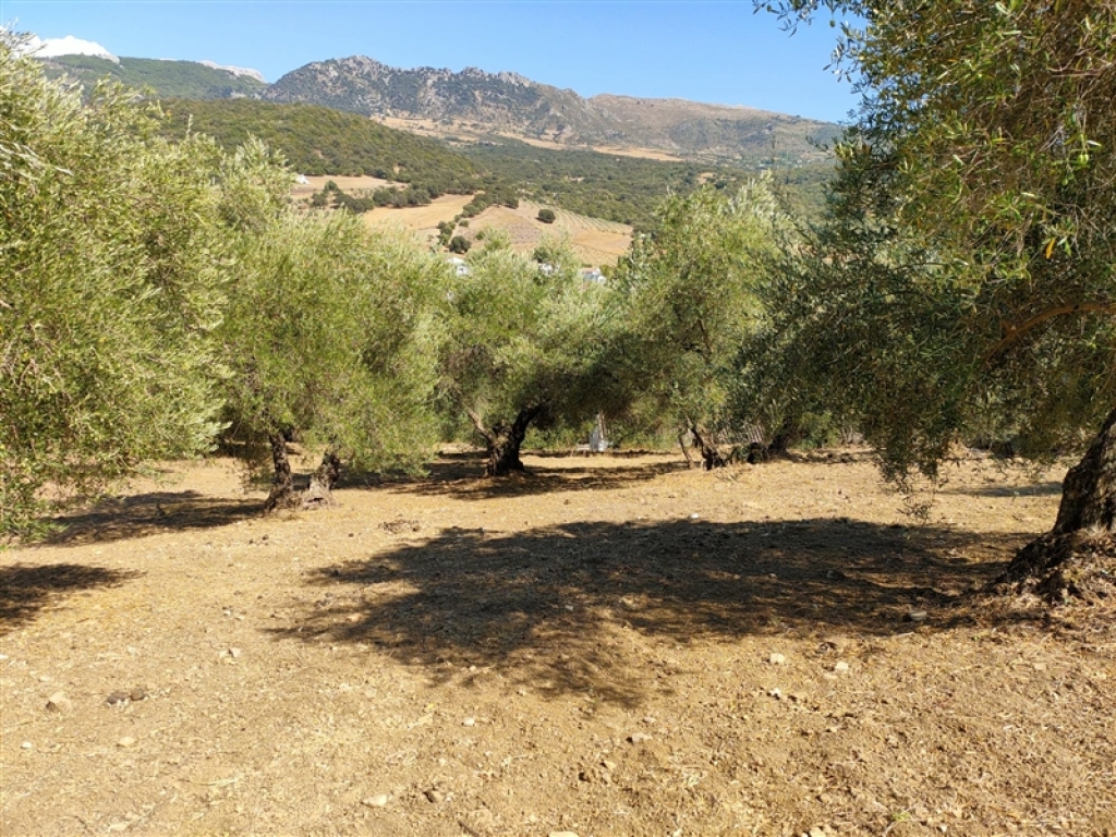 Casa de campo-Masía en Venta en Cortes De La Frontera Málaga - foto 8