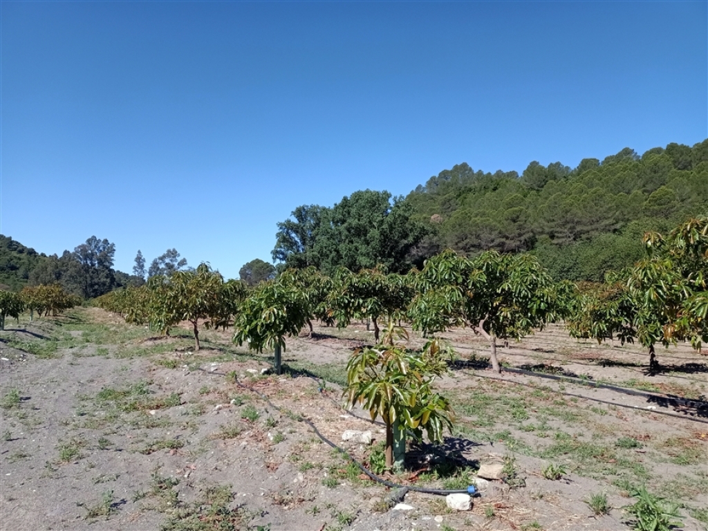 Casa de campo-Masía en Venta en Gaucín Málaga - foto 47