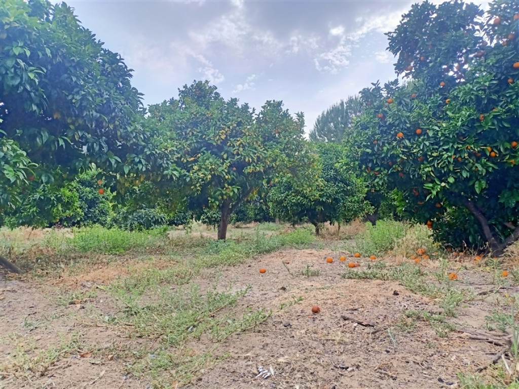 Casa de campo-Masía en Venta en Jimena De La Frontera Cádiz - foto 41