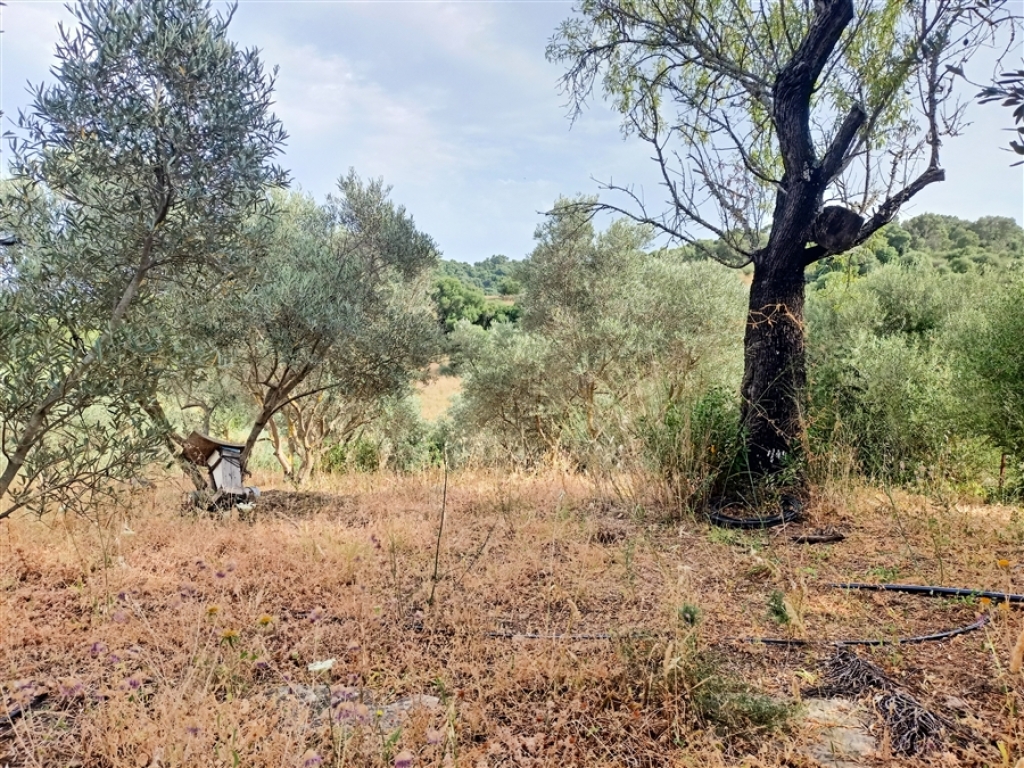 Casa de campo-Masía en Venta en Jimena De La Frontera Cádiz - foto 52