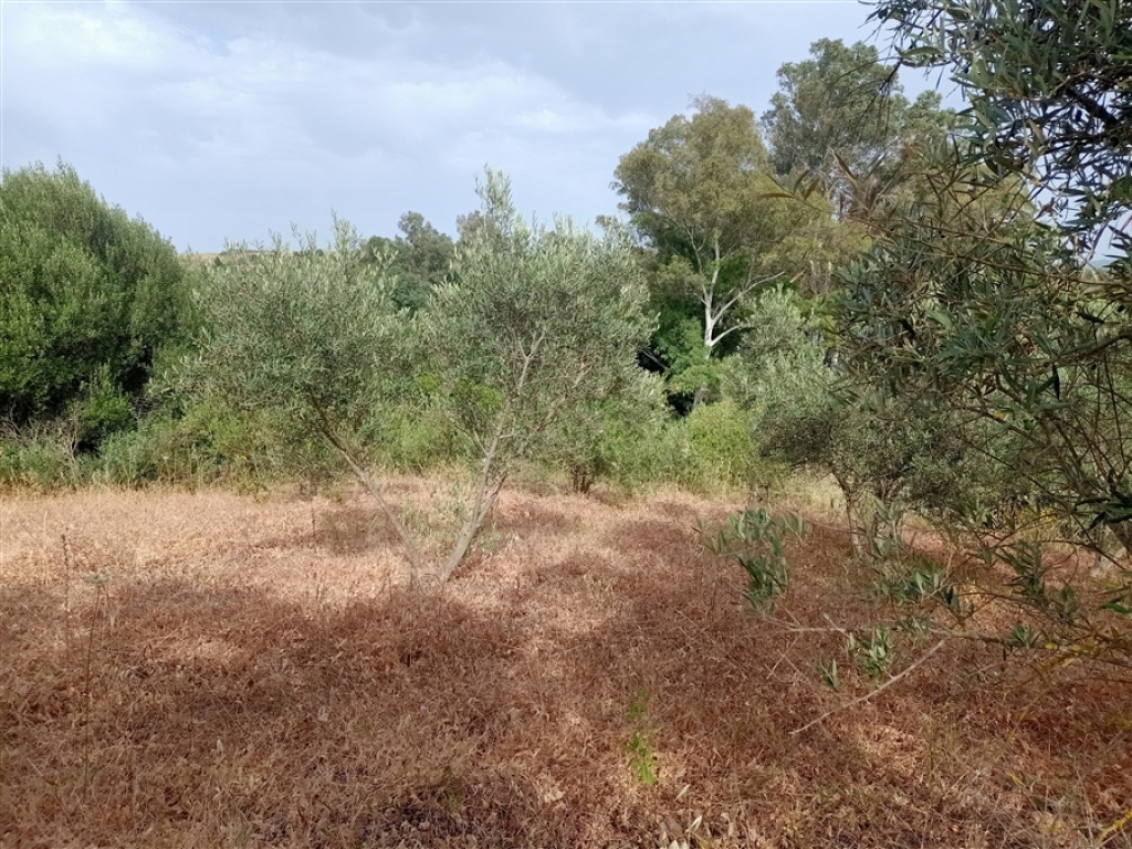 Casa de campo-Masía en Venta en Jimena De La Frontera Cádiz - foto 55