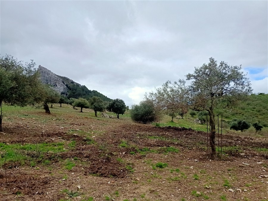 Casa de campo-Masía en Venta en Benalauria Málaga - foto 37