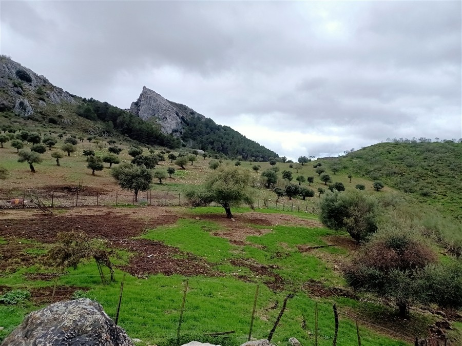 Casa de campo-Masía en Venta en Benalauria Málaga - foto 41