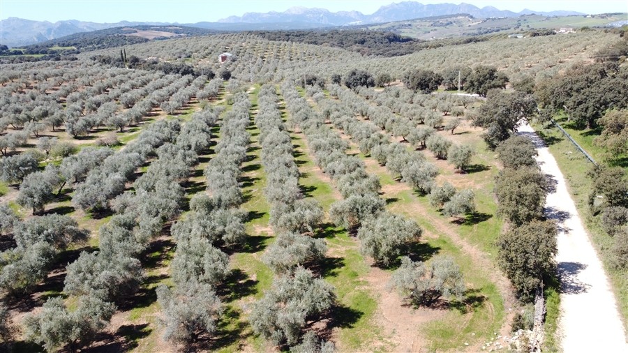 Casa de campo-Masía en Venta en Ronda Málaga - foto 6