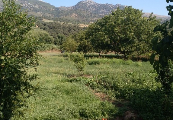 Casa de campo-Masía en Venta en Cortes De La Frontera Málaga - foto 11