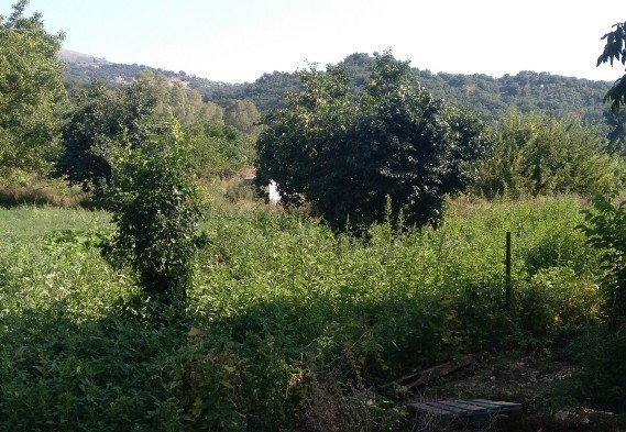 Casa de campo-Masía en Venta en Cortes De La Frontera Málaga - foto 12