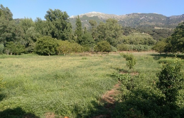Casa de campo-Masía en Venta en Cortes De La Frontera Málaga - foto 5