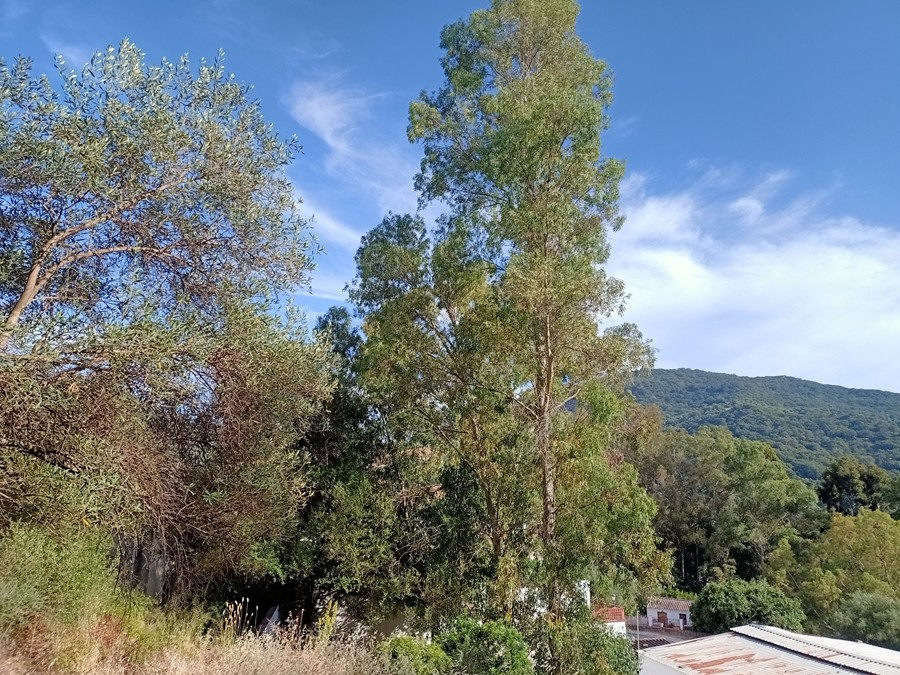 Casa de pueblo en Venta en Benarraba Málaga - foto 14