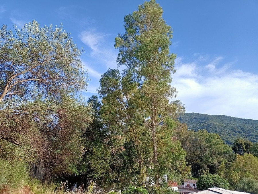 Casa de pueblo en Venta en Benarraba Málaga - foto 15