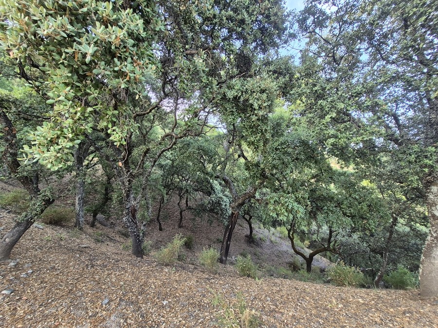 Casa de campo-Masía en Venta en Farajan Málaga - foto 8