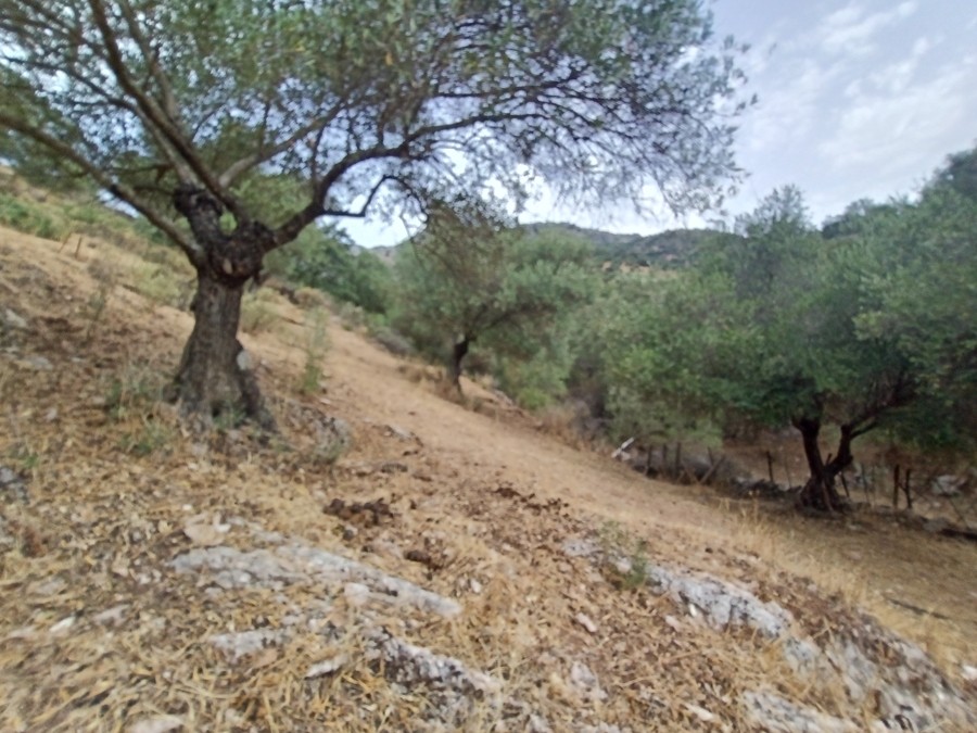 Casa de campo-Masía en Venta en Cortes De La Frontera Málaga - foto 6