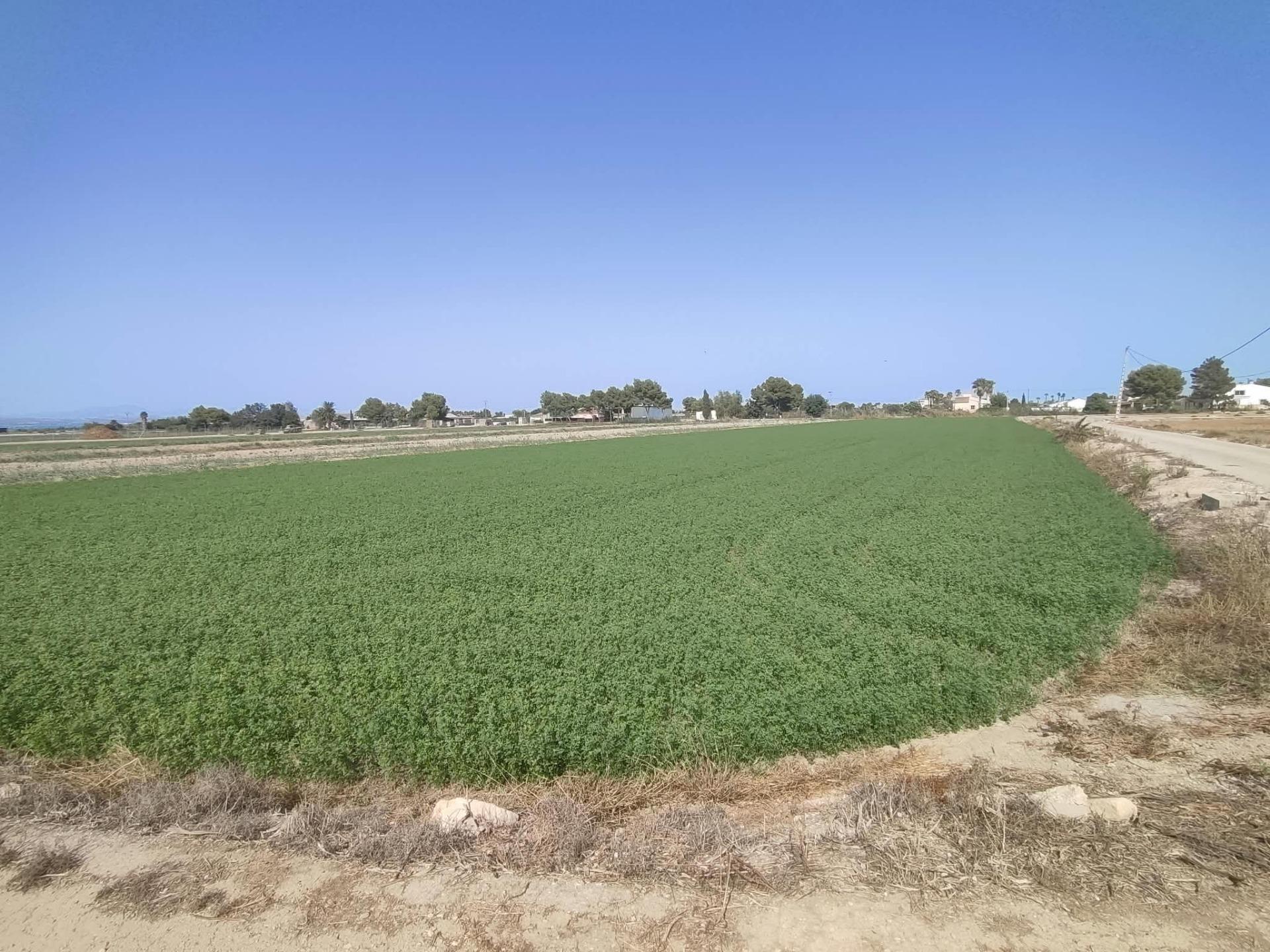 ✨ ¡EXCELENTE PARCELA AGRÍCOLA DE 14 TAHULLAS EN DOLORES (ALI