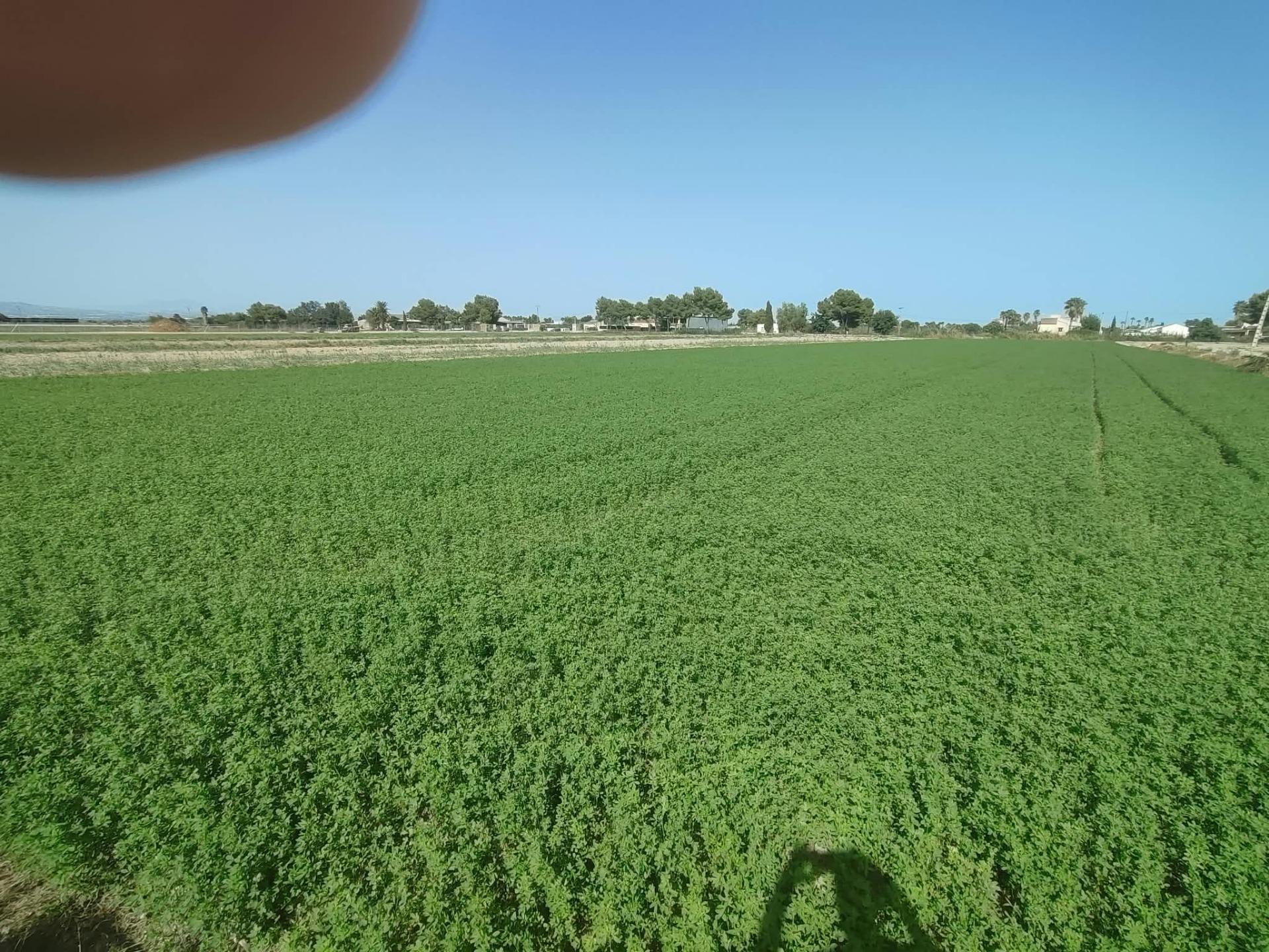 ✨ ¡EXCELENTE PARCELA AGRÍCOLA DE 14 TAHULLAS EN DOLORES (ALI - foto 3