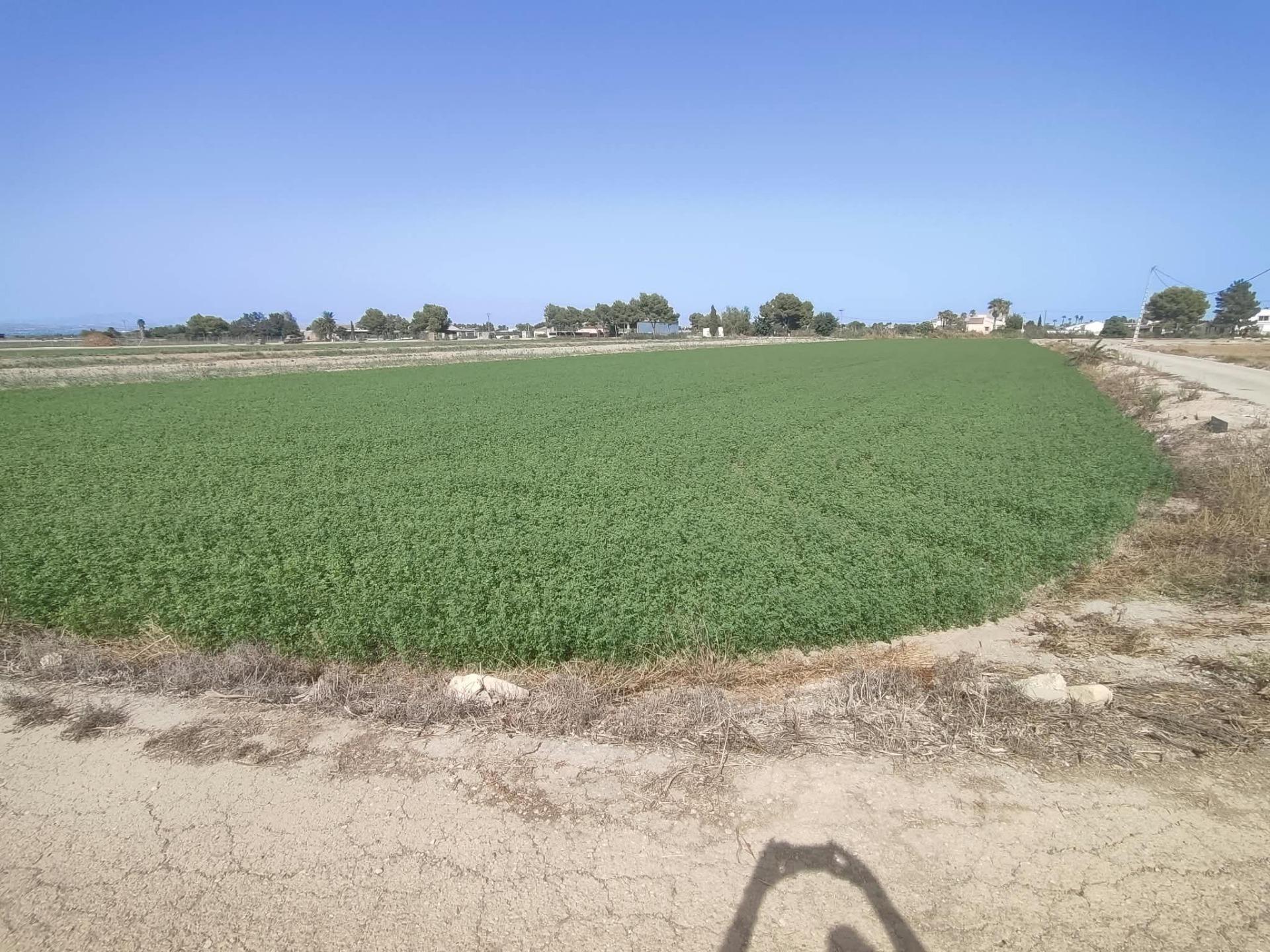 ✨ ¡EXCELENTE PARCELA AGRÍCOLA DE 14 TAHULLAS EN DOLORES (ALI - foto 4