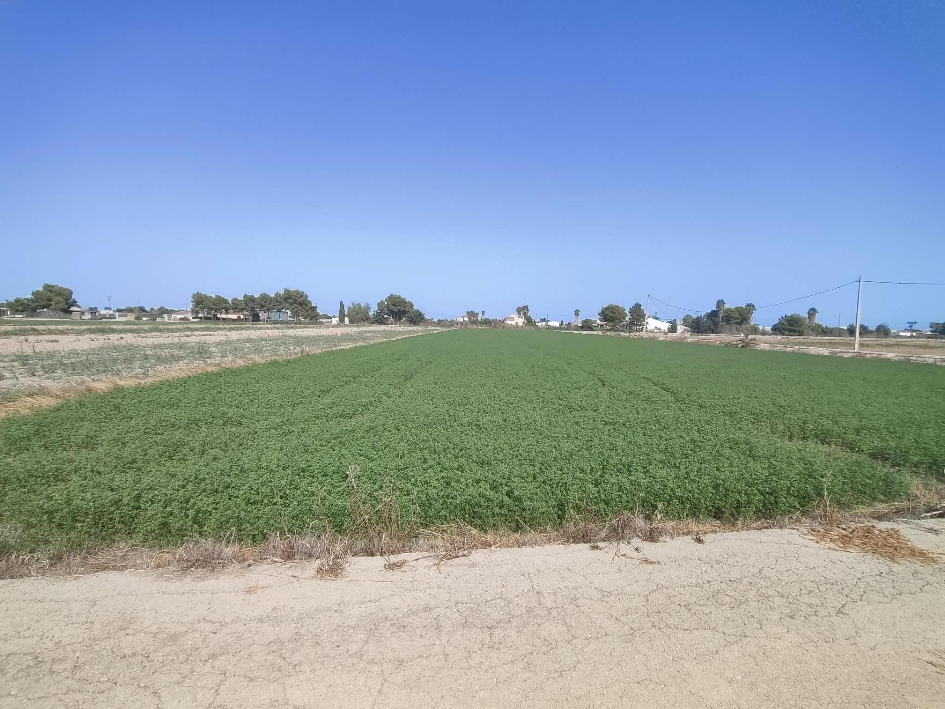 ✨ ¡EXCELENTE PARCELA AGRÍCOLA DE 14 TAHULLAS EN DOLORES (ALI - foto 5